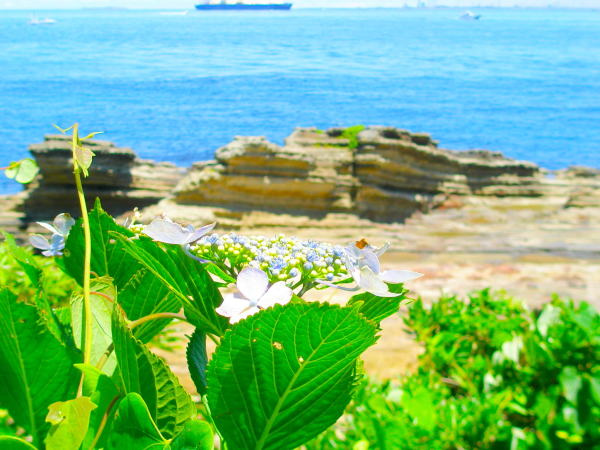 Hydrangea macrophylla