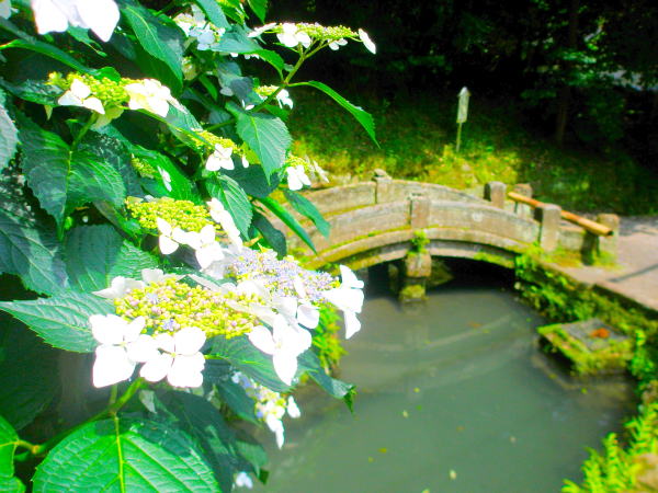 Hydrangea macrophylla