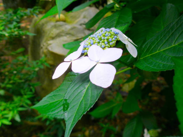 Hydrangea macrophylla