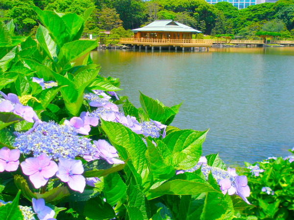 Hydrangea macrophylla