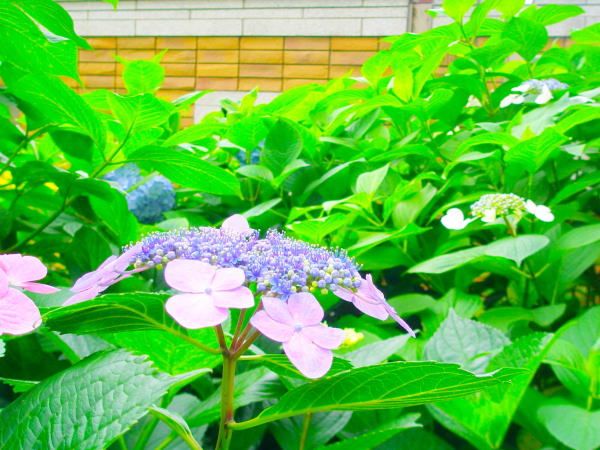 Hydrangea macrophylla