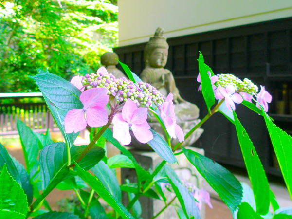 Hydrangea macrophylla