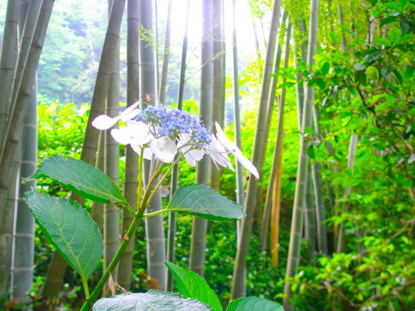Hydrangea macrophylla