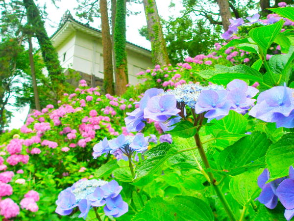 Hydrangea macrophylla