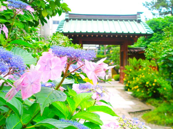 Hydrangea macrophylla