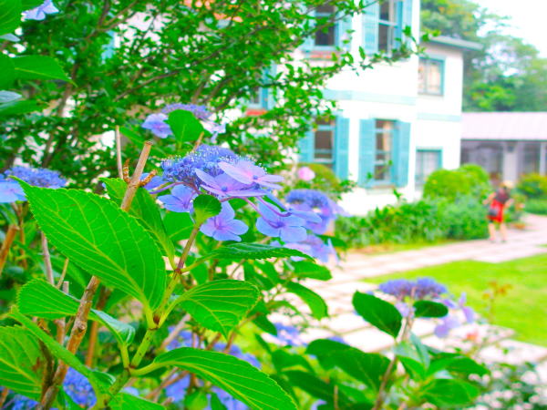 Hydrangea macrophylla
