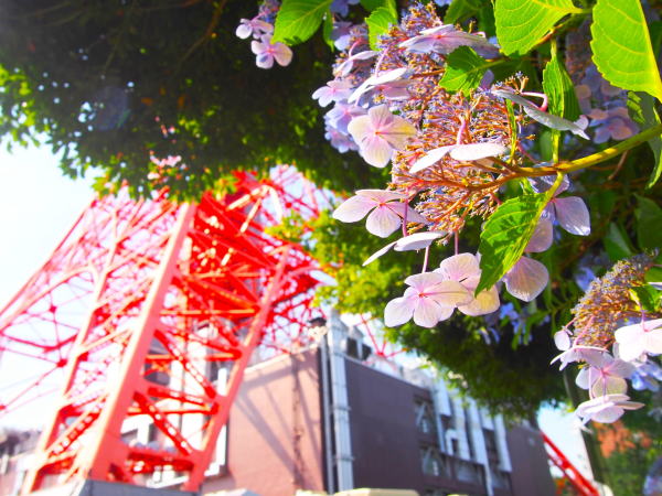 Hydrangea macrophylla
