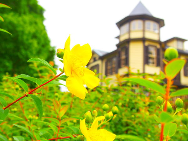 横浜山手キンシバイ花