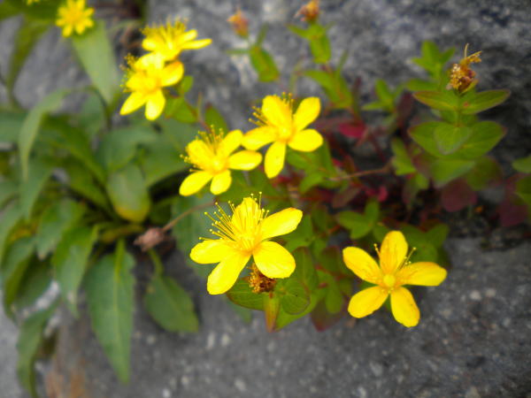 シナノオトギリ花畳平