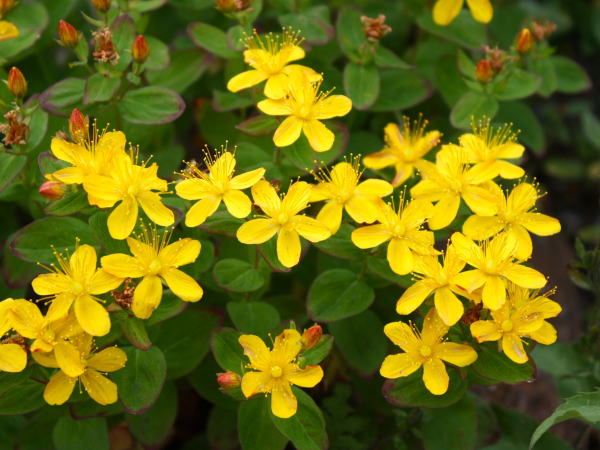 シナノオトギリ花畳平