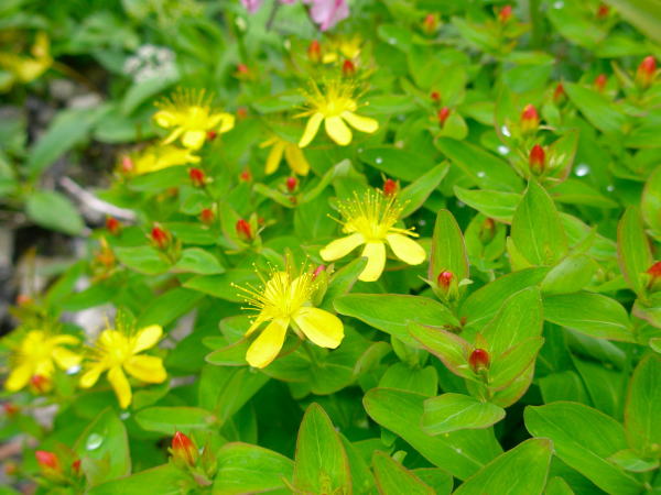 シナノオトギリ花畳平