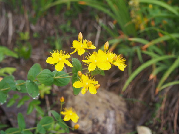 シナノオトギリ花八方尾根