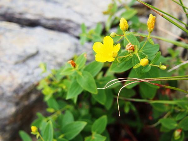 シナノオトギリ花八方尾根