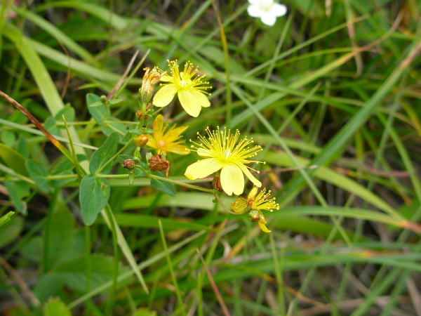 シナノオトギリ花八方尾根