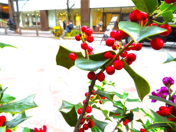 シナヒイラギ実画像