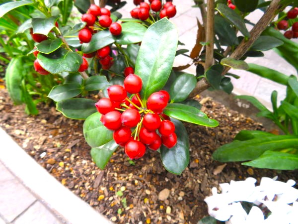 シナヒイラギ実画像