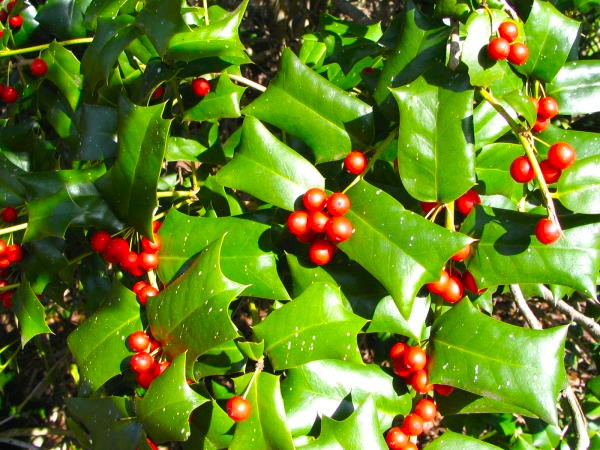 シナヒイラギ実画像