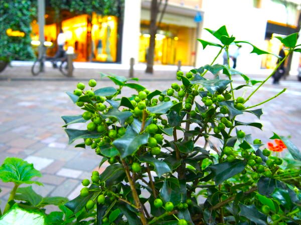 シナヒイラギ実画像