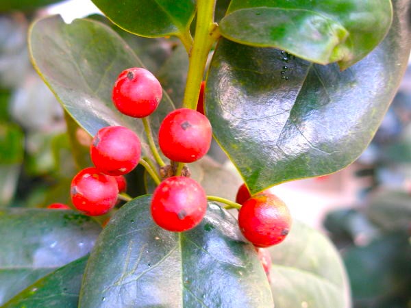 シナヒイラギ実画像