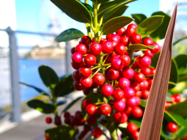 シナヒイラギ実画像