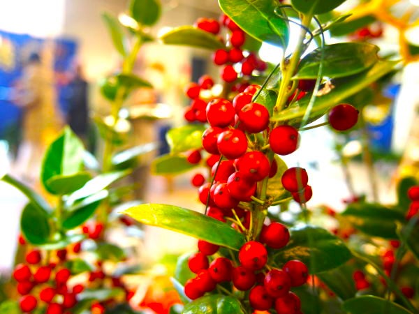 シナヒイラギ実画像