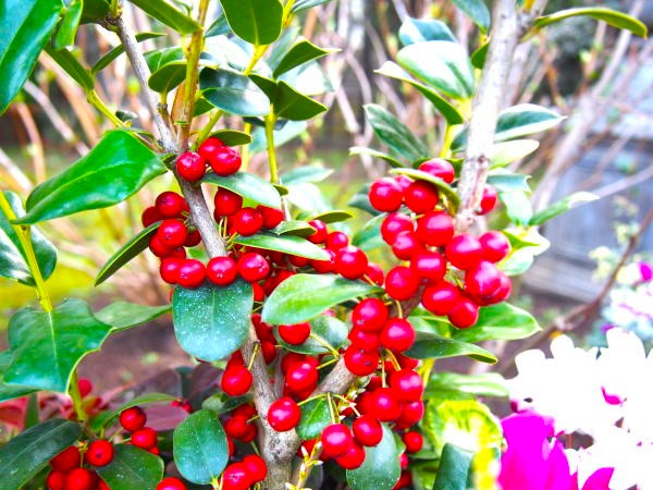 シナヒイラギ実画像