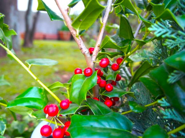 シナヒイラギ実画像