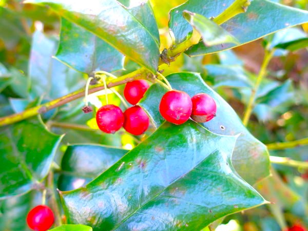 シナヒイラギ実画像