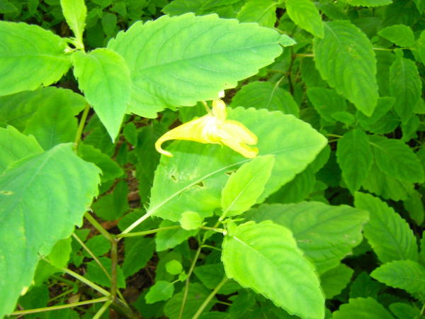 キツリフネ屈斜路湖