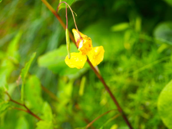 キツリフネ種子