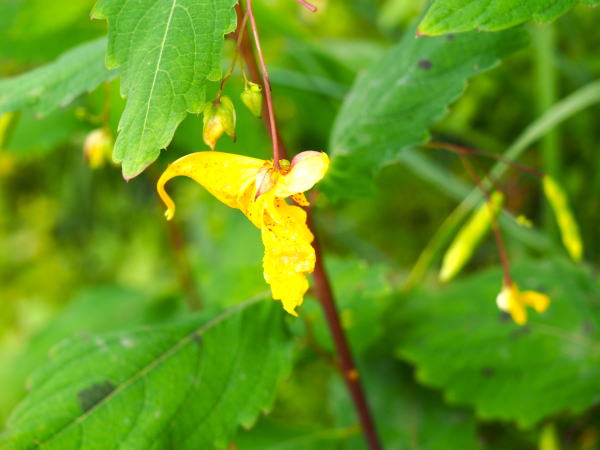 キツリフネ白樺湖