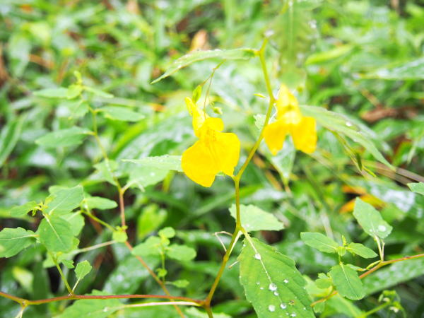 キツリフネ河童橋