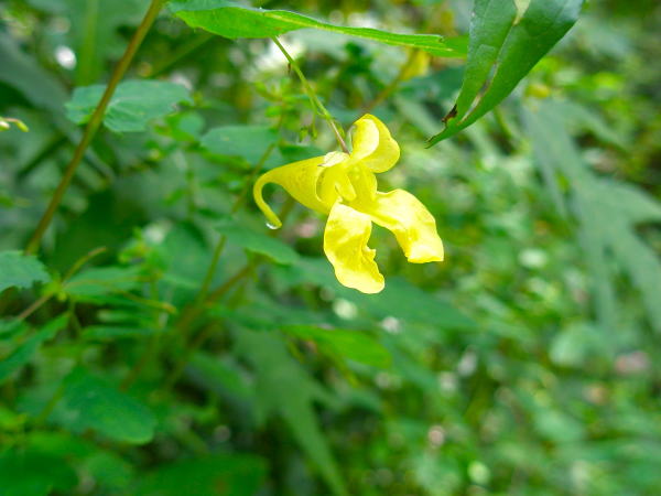 キツリフネ河童橋