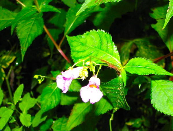 ツリフネソウ富良野