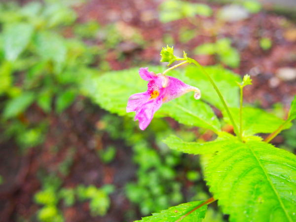 ツリフネソウ上高地