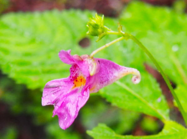 ツリフネソウ上高地