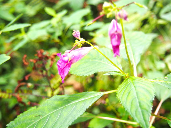 ツリフネソウ姫川源流