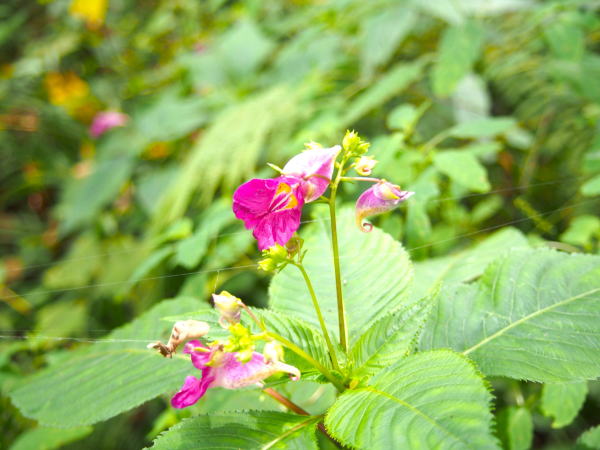 ツリフネソウ姫川源流