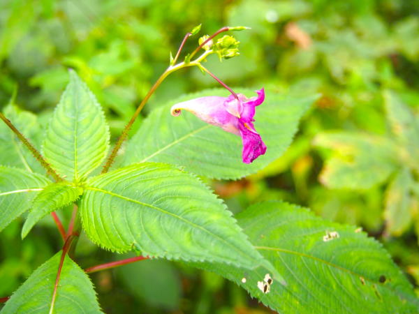 ツリフネソウ姫川源流