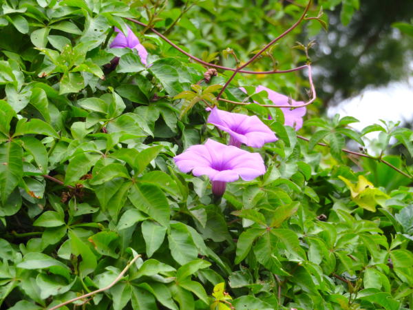 モミジヒルガオ花