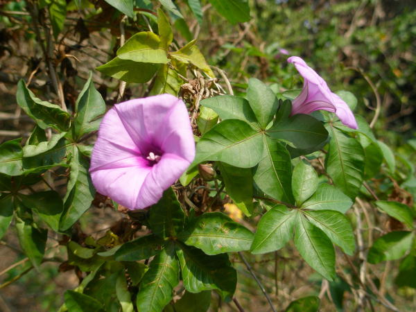 モミジヒルガオ花