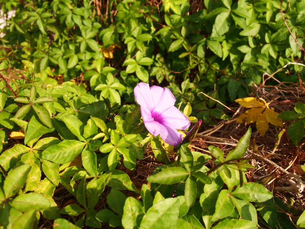 モミジヒルガオ花葉