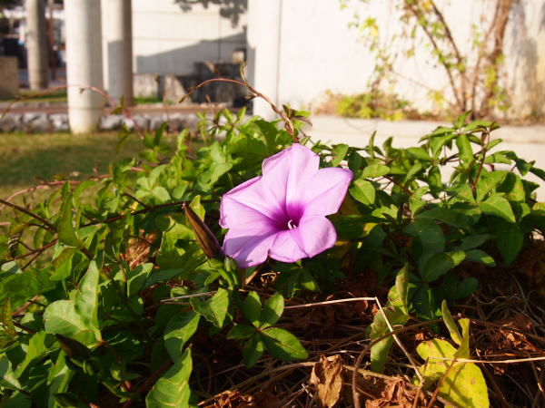 モミジヒルガオ花