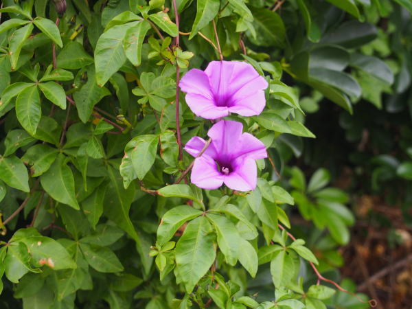 モミジヒルガオ花