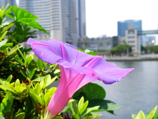 ノアサガオ花汽車道