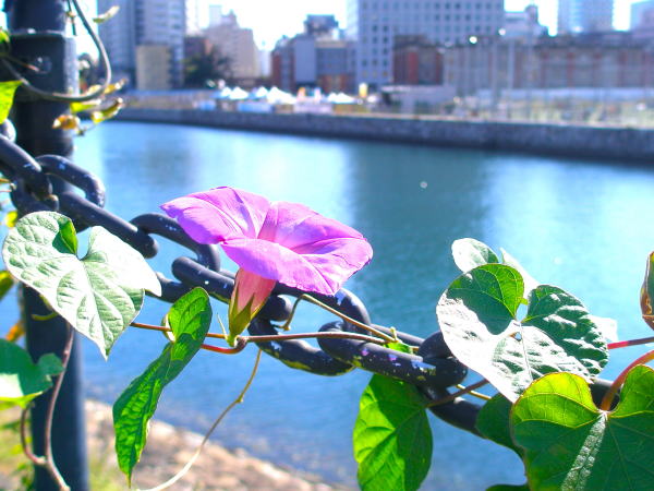 ノアサガオ花汽車道