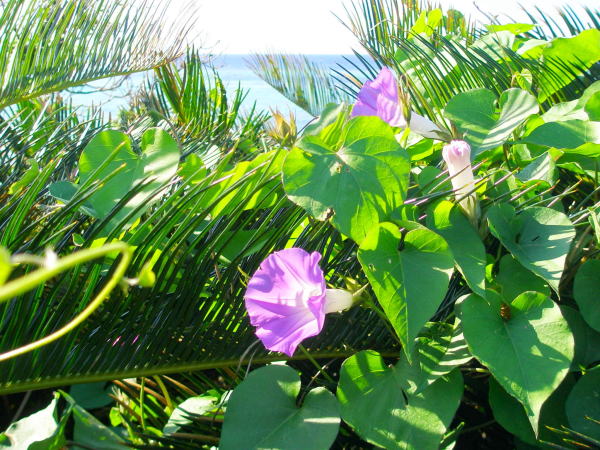 ノアサガオ花沖縄