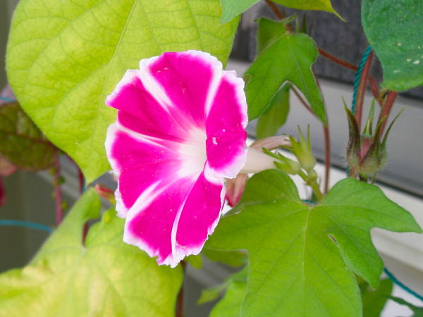 アサガオ花ピンク色