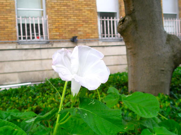 アサガオ花白色