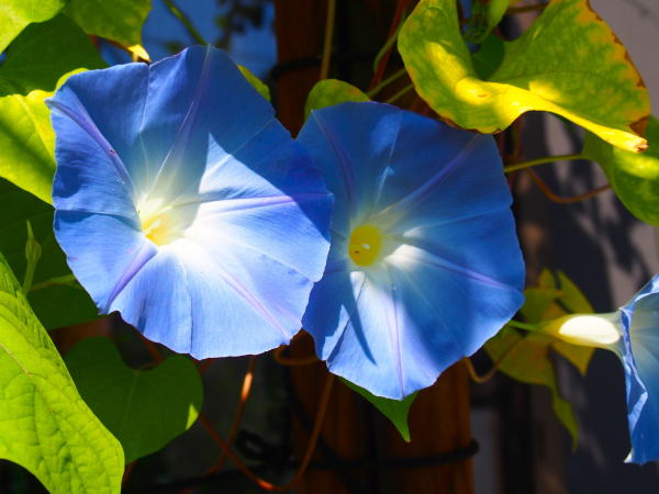 アサガオ花青色